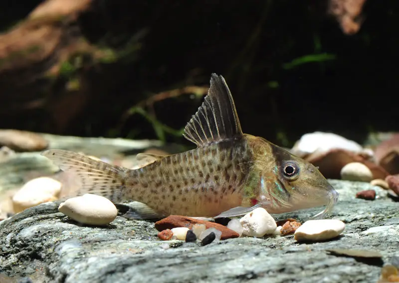 Corydoras brevirostris photo