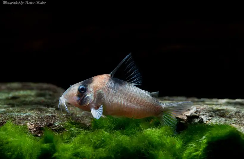 Corydoras burgessi photo