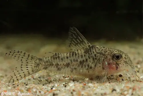 Corydoras cochui photo