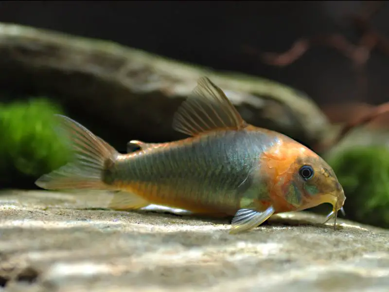 Corydoras eques photo