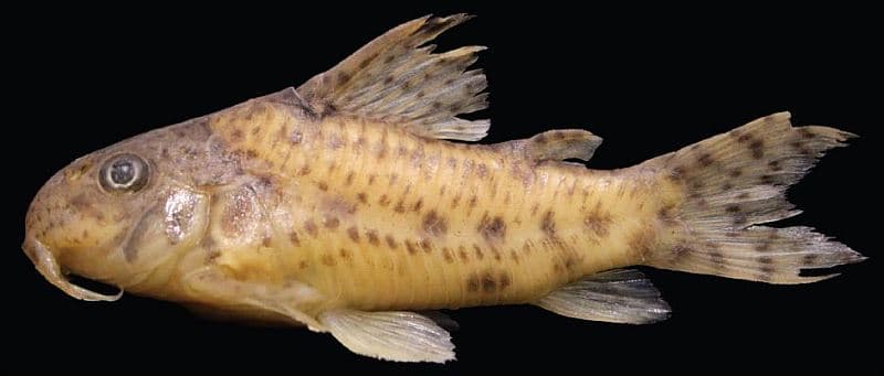 Corydoras flaveolus photo