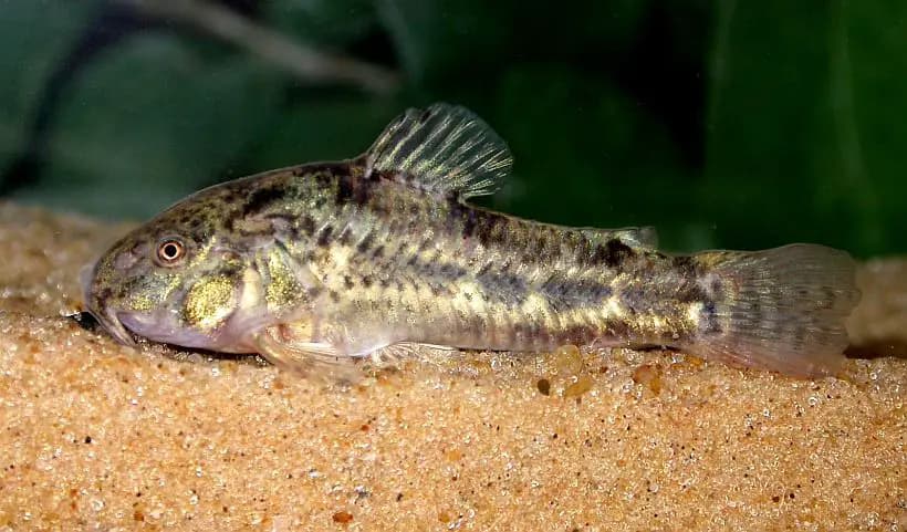 Corydoras gladysae photo