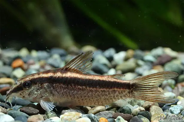 Corydoras gracilis photo