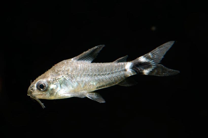 Corydoras hastatus photo