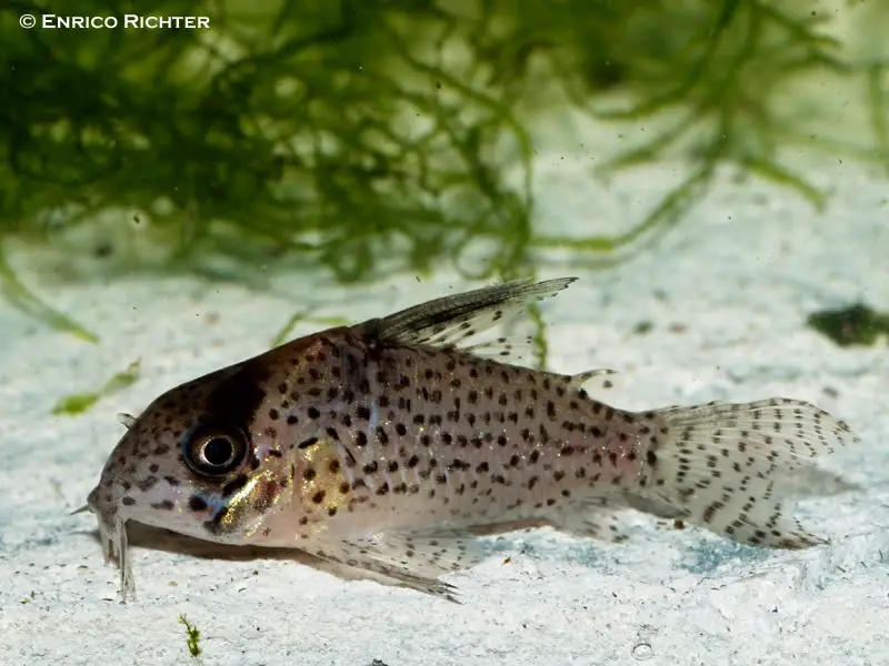 Corydoras kanei photo