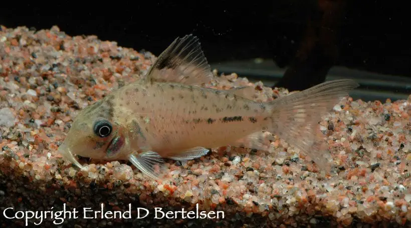 Corydoras lamberti photo