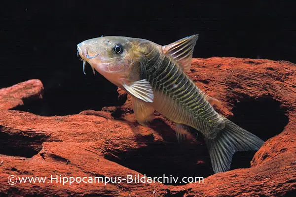Corydoras melanotaenia photo