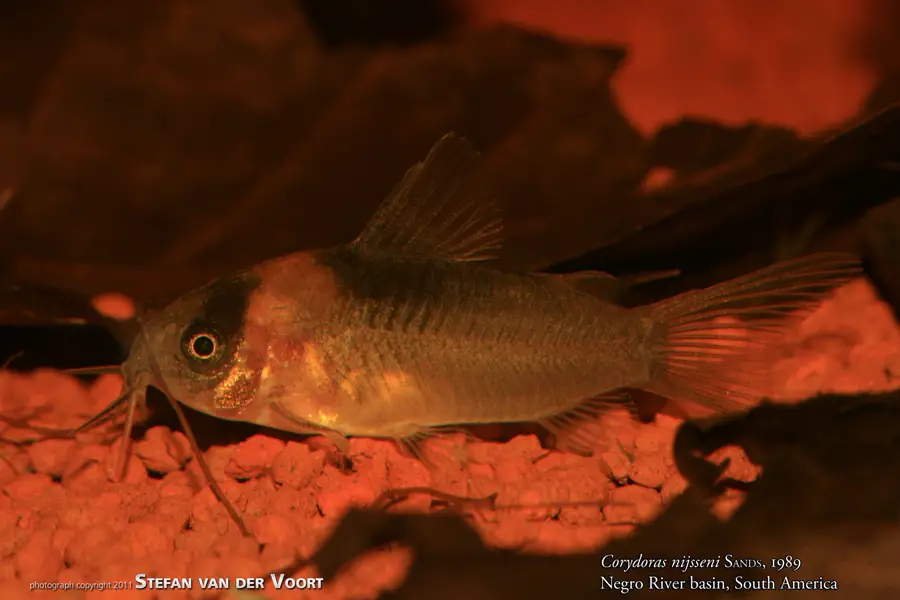 Corydoras nijsseni photo