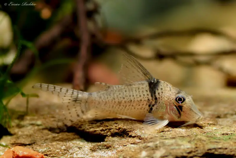 Corydoras pastazensis photo