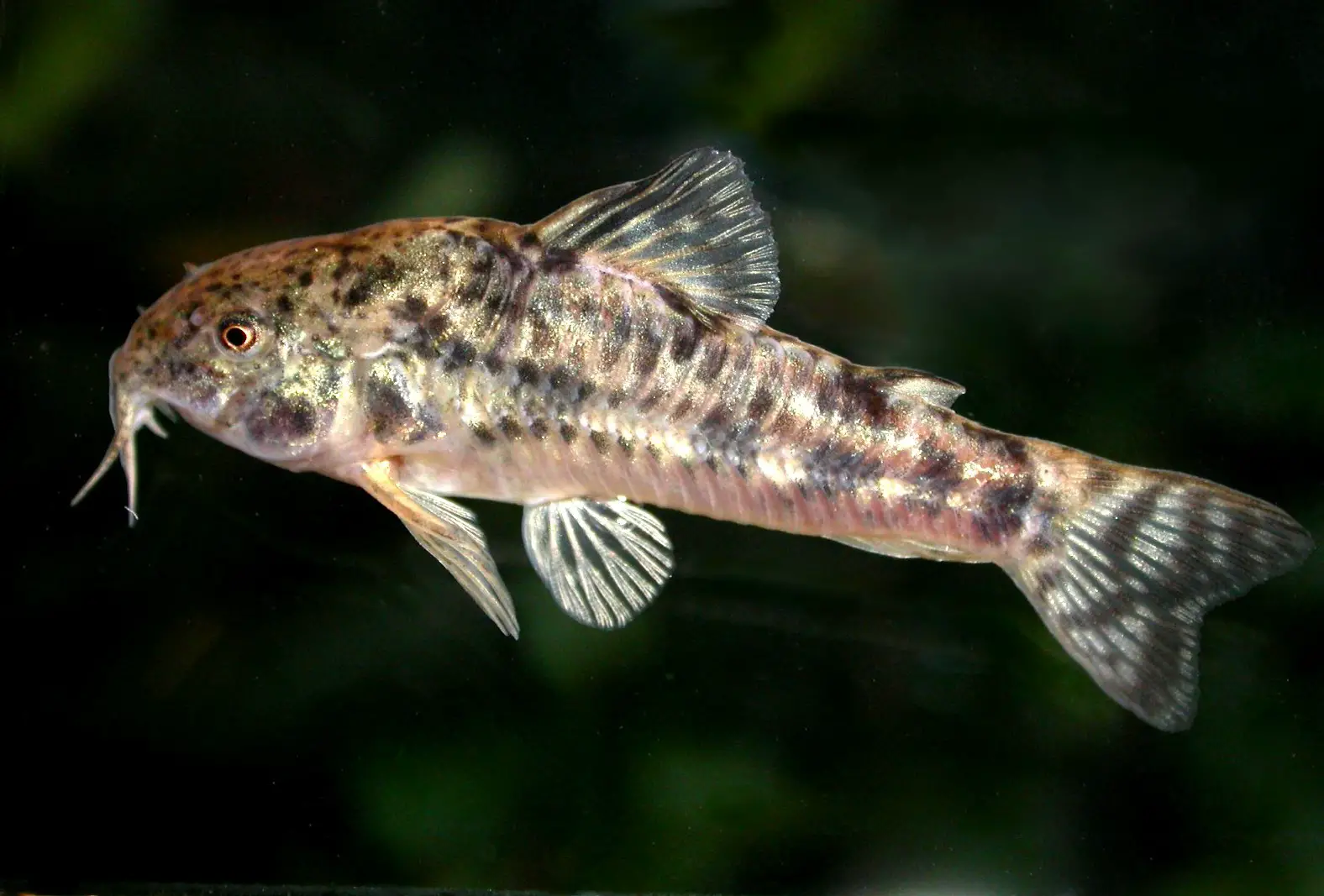 Corydoras petracinii photo