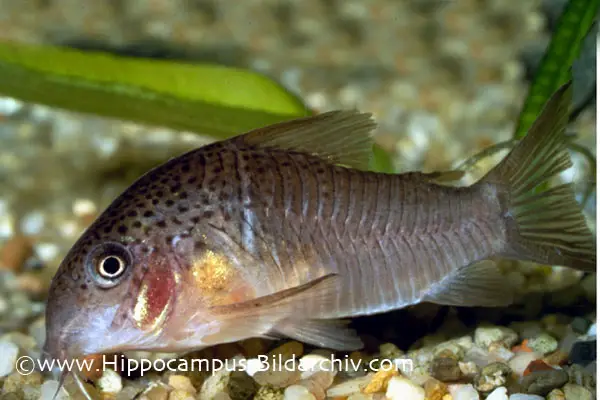 Corydoras polystictus photo