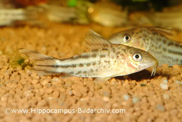 Corydoras robineae photo