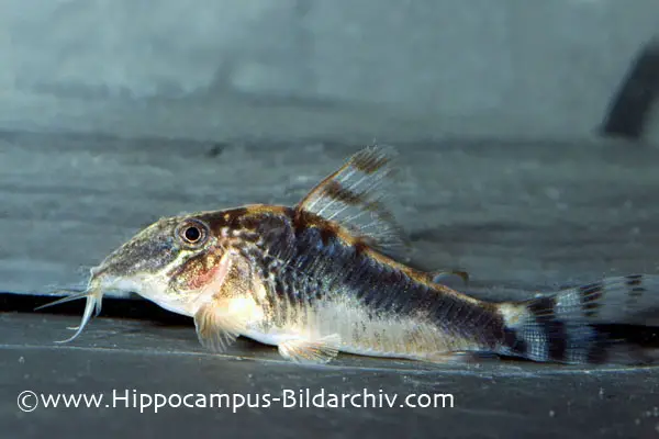 Corydoras semiaquilis photo