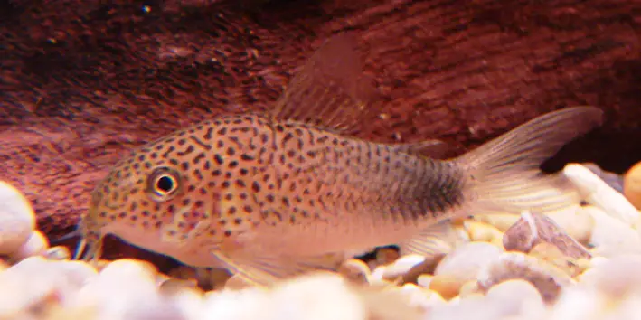 Corydoras similis photo