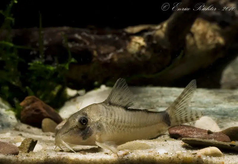 Corydoras simulatus photo