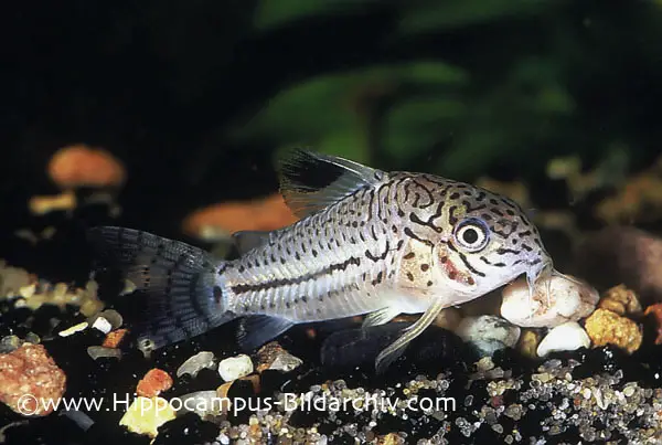 Corydoras trilineatus photo