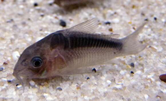 Corydoras rabauti photo