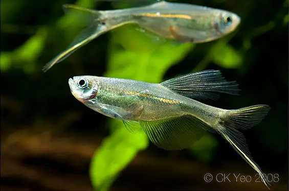 Corynopoma riisei photo