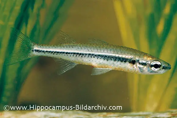 Craterocephalus stercusmuscarum stercusmuscarum photo