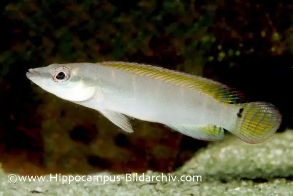 Crenicichla compressiceps photo