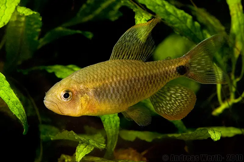 Crenuchus spilurus photo