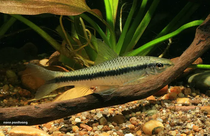 Crossocheilus atrilimes photo