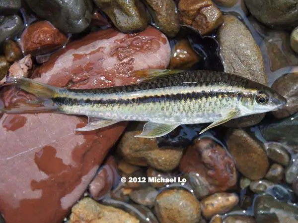 Crossocheilus cobitis photo