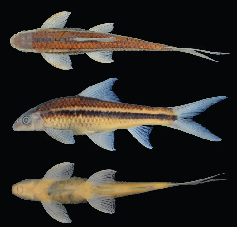 Crossocheilus elegans photo