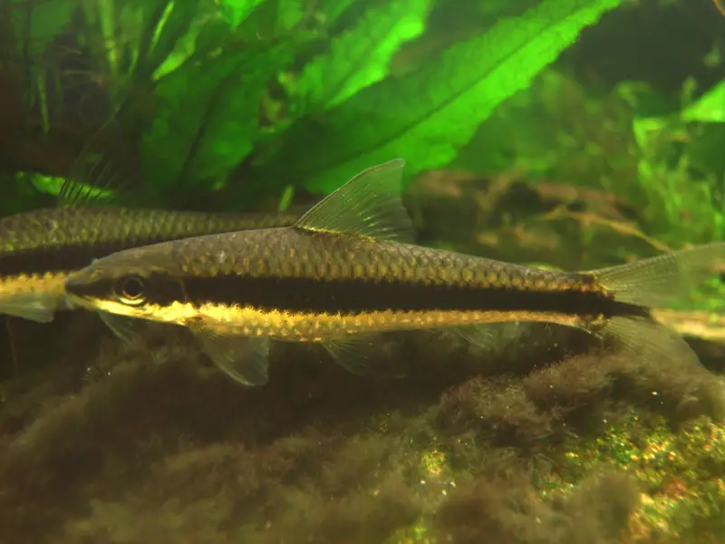 Crossocheilus langei photo