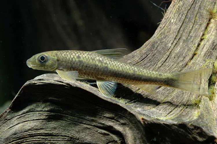 Crossocheilus latius photo