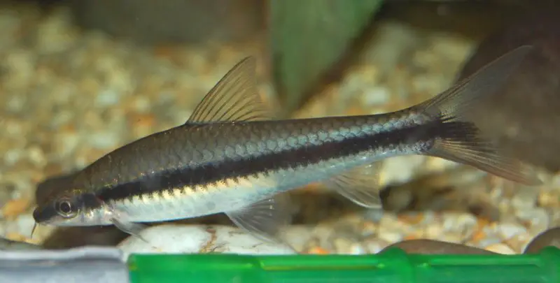 Crossocheilus nigriloba photo