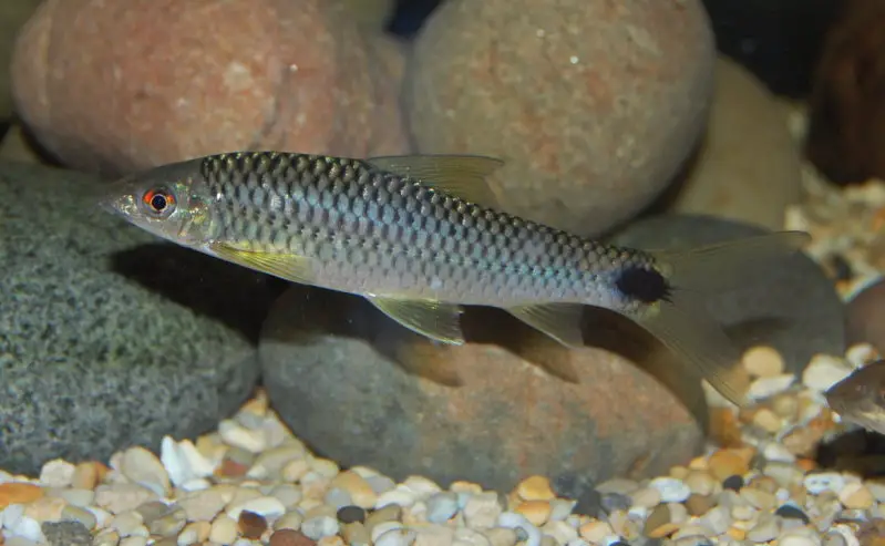 Crossocheilus reticulatus photo