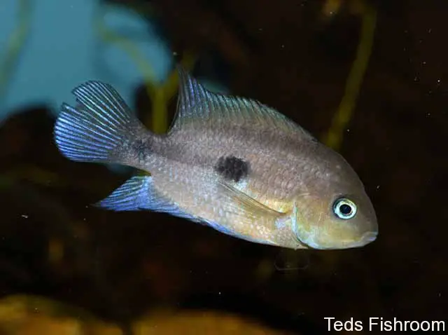 Cryptoheros myrnae photo