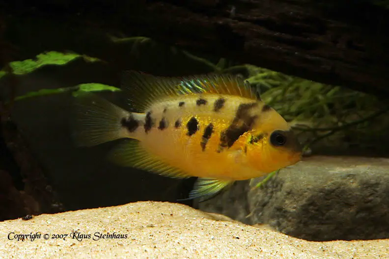 Cryptoheros nanoluteus photo