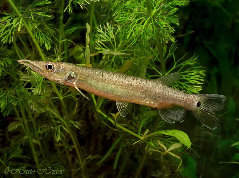 Ctenolucius hujeta photo