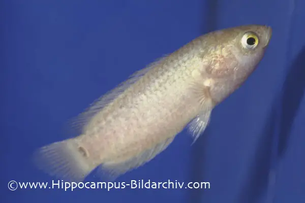 Ctenopoma muriei photo