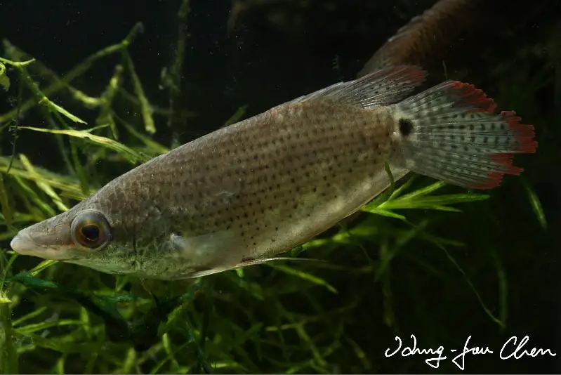Ctenops nobilis photo