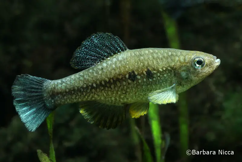 Cualac tessellatus photo