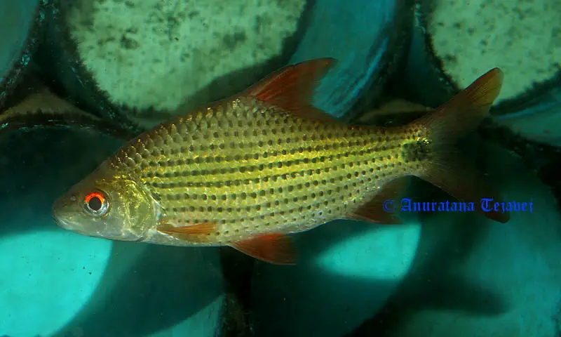 Cyclocheilichthys apogon photo