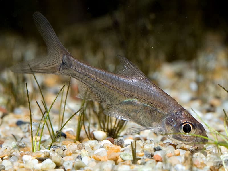 Cyclocheilichthys heteronema photo