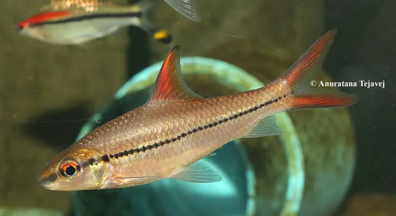 Cyclocheilichthys janthochir photo