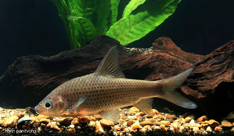Cyclocheilichthys repasson photo