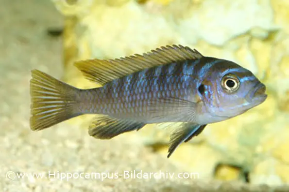 Cynotilapia afra photo
