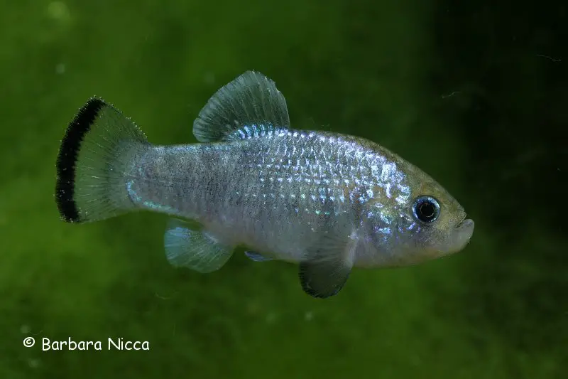 Cyprinodon alvarezi photo