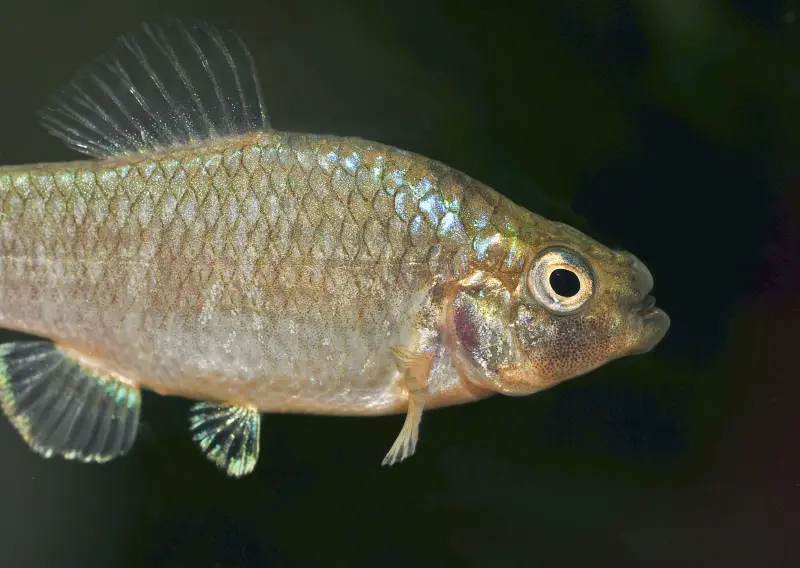 Cyprinodon brontotheroides photo