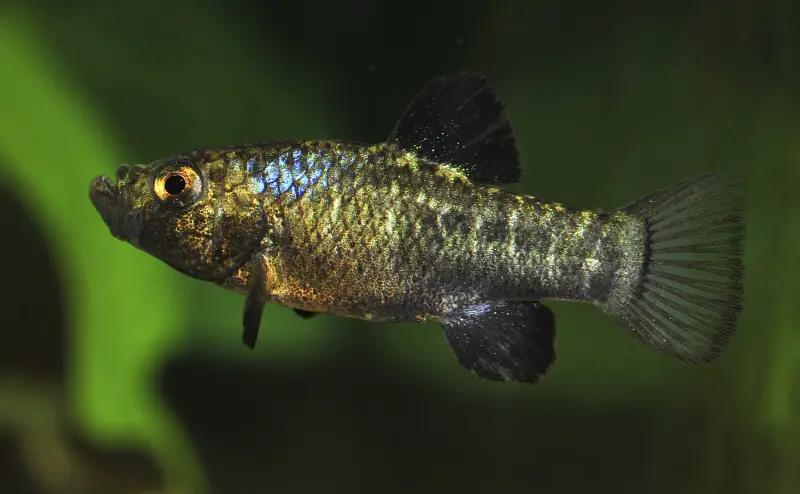 Cyprinodon desquamator photo