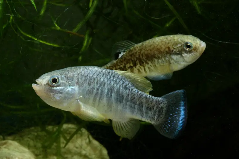 Cyprinodon julimes photo