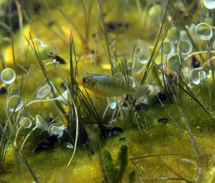 Cyprinodon variegatus photo