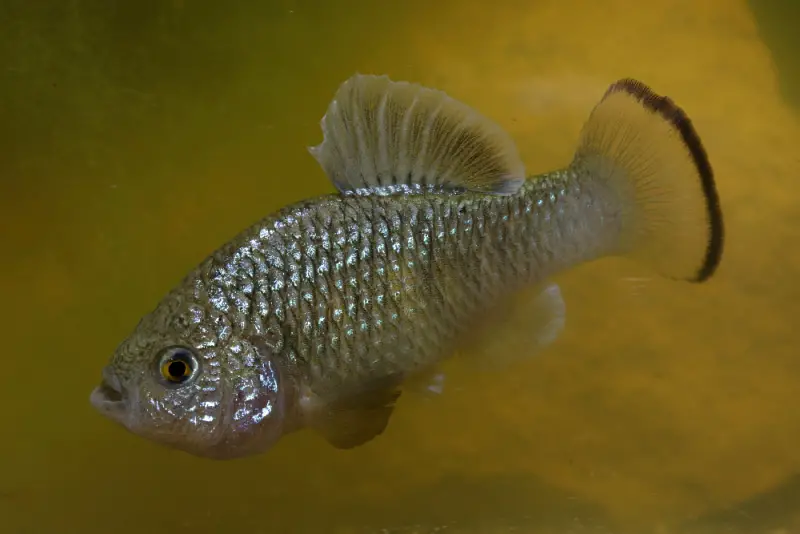 Cyprinodon veronicae photo
