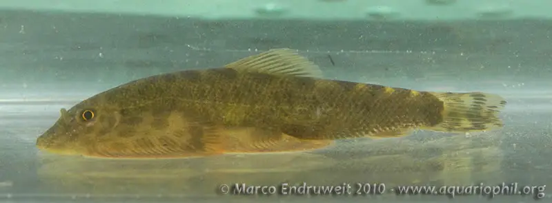 Sinogastromyzon tonkinensis photo